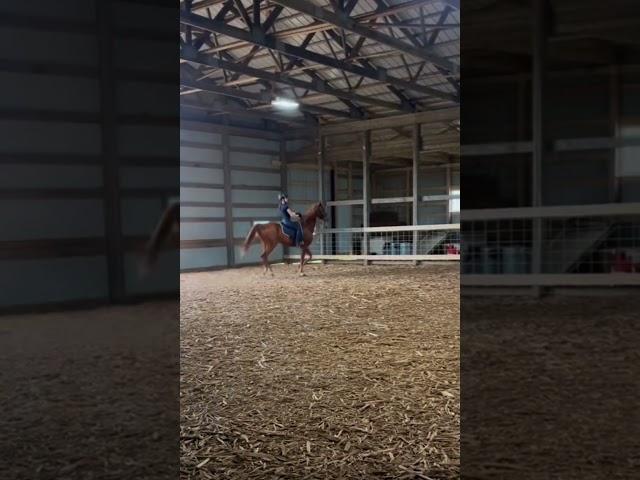 austin was the bestest boy in his full bridle! || #asb #lhra #eq #equestrian #saddlebred #fypviralシ