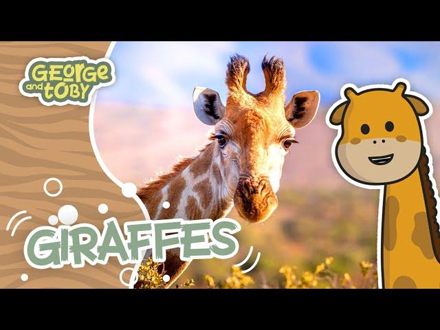 Giraffe Facts! | Animal Facts for Kids | George & Toby Wildlife Rangers