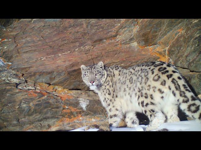 Rare Footage of Snow Leopard Roaring and Marking!