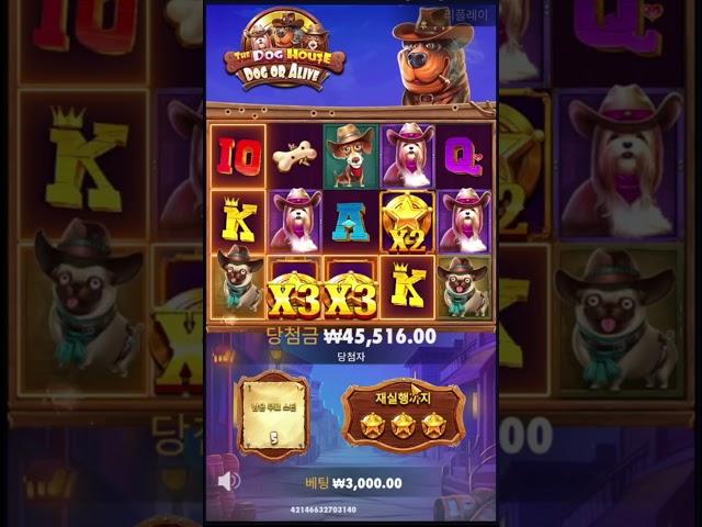 슬롯 도그하우스 터질땐 확실히!! #slot