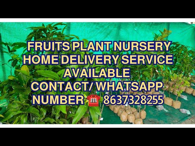 All exotic variety fruit plants Nursery  All over India home delivery service available