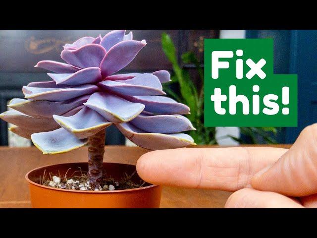 Fix A Leggy Succulent EASILY