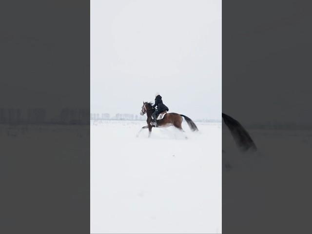 ️ #equestrian #horse #конники #конныйспорт #лошади #equestrianphotography #конкур