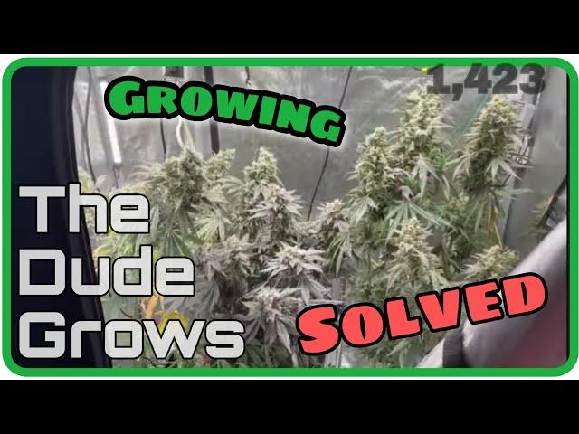 Indoor Cannabis Grow - Limited Garden Space? - The Dude Grows 1,423