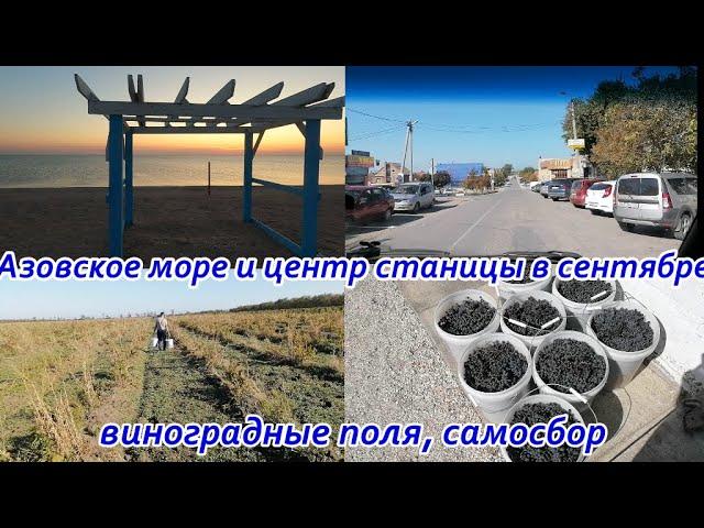 Поля виноградные, Мы на сборе винограда, Самосбор, Центр станицы сейчас и Азовское море