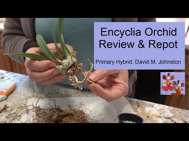 Orchid Review & Repot of Primary Hybrid Encyclia | Considering Species Parentage for Orchid Repot