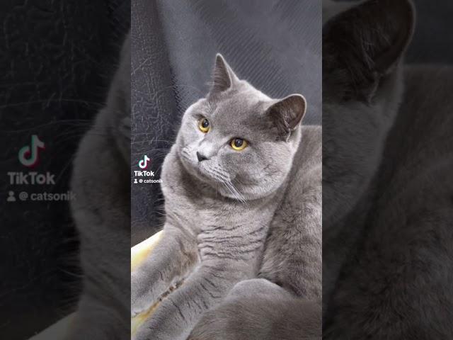 Мяууууу #cats #catsworld #catsofyoutube #scottishfold #мейн #cat #скотишфолд