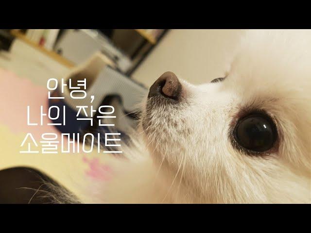 12년을 함께 한 나의 첫 강아지 사랑이와 이별하는 날.. | 강아지 폐렴 | 강아지 장례식