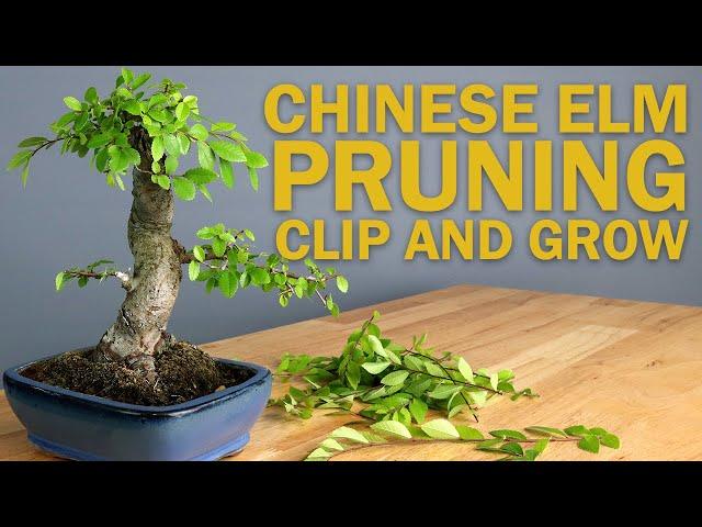 Chinese Elm Bonsai Tree Pruning - Basic Clip and Grow