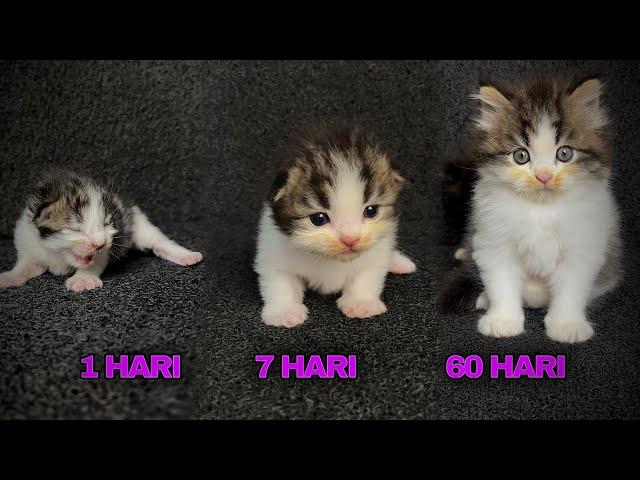 TIMELAPSE KITTEN USIA 1 HARI SAMPAI 60 HARI LUCU GEMOY