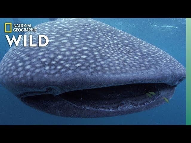 5 Big Sharks That Rule the Sea | Nat Geo Wild