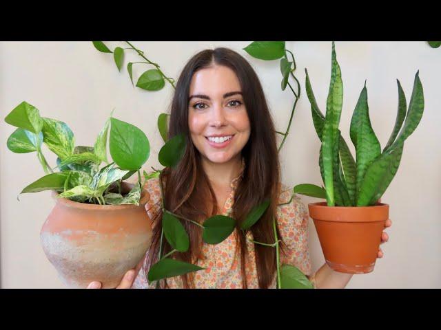 My Easiest To Care For Houseplants (AKA The Hardest Houseplants to Kill)