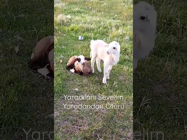 ️ #cute #baby #goat #baa #mee #lamb #koyun #kuzu #viral #funny #trending #shorts