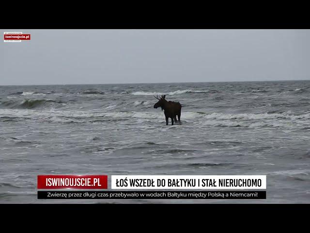 Łoś jako nowy władca Bałtyku! Wszedł do morza i już nie chciał wyjść