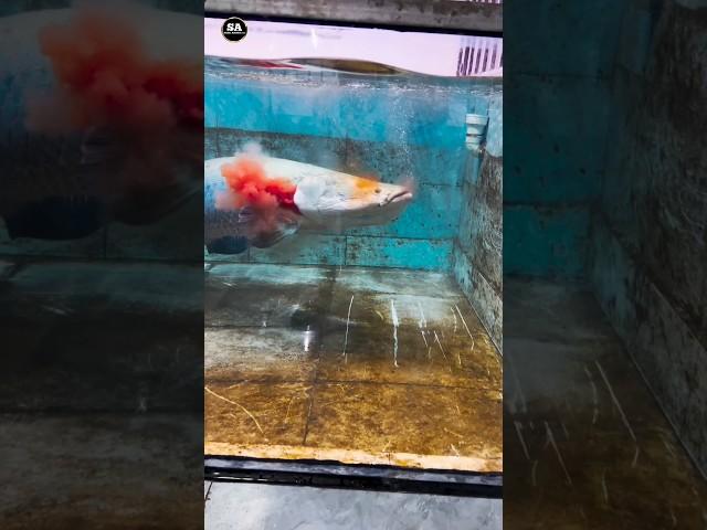 This Amazing arapaima fish 