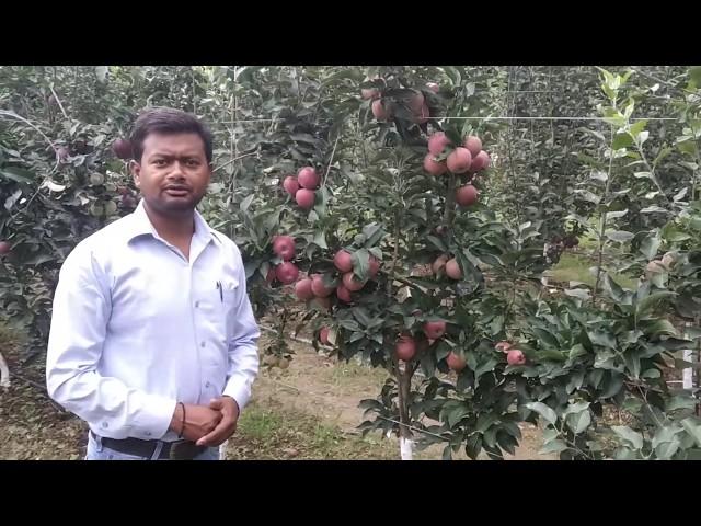 Super Chief |  Variety | Apple | M.9 | HDP | Dr. YSPUHF | Solan | HP | Dr. Niranjan Singh