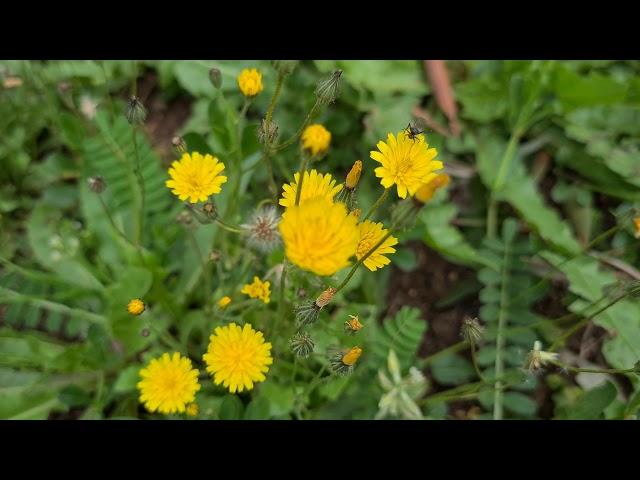 ניסנית דו קרנית Crepis Скерда