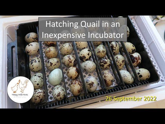 Hatching Quail in an Inexpensive Incubator