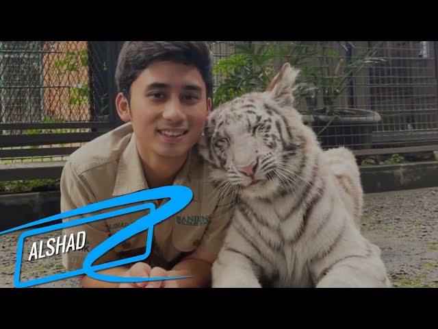 artis yang memelihara harimau