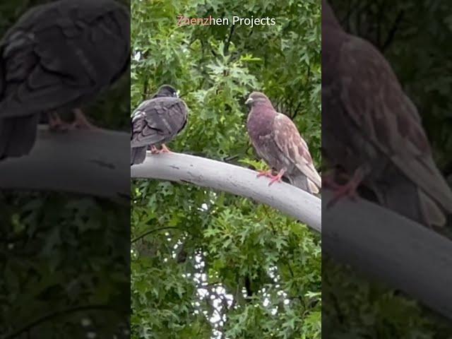 Birdwatching # 4640 #bird  #bird #birdwatching #pigeon #mourningdove