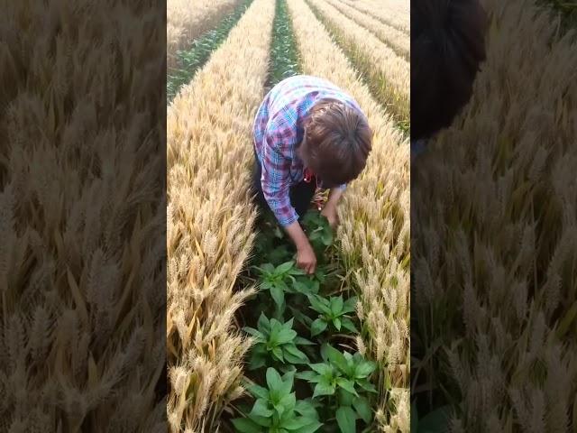 गेहूं के साथ मिर्ची की खेती।gehu ke sath mirchi ki kheti #agriculture #viral