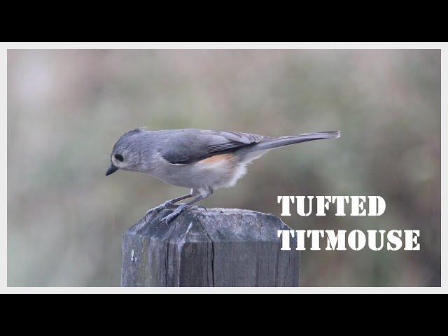 The remarkable variation of tufted titmouse call.