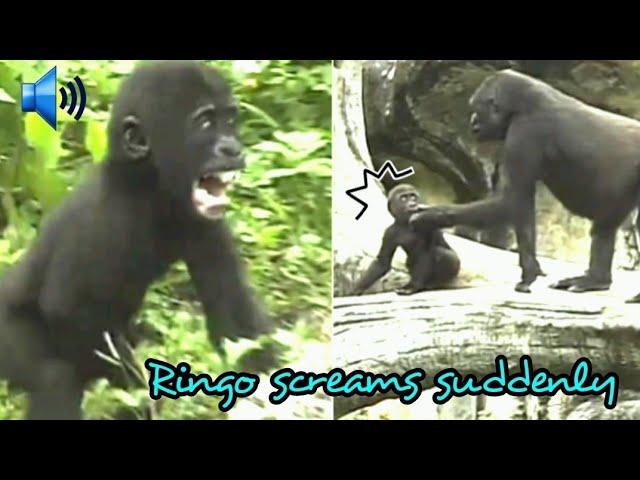 Gorilla|Iriki was busy trying to grab Jabali's food and left Ringo, Ringo screamed in unhappiness