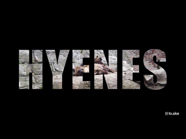 HYENES in the Belgrade Zoo - Hijene u Beo Zoo Vrt-u