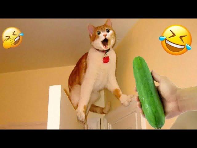 Best Funniest Animal Videos 2024Funny Dogs And Cats Videos Of The yearpart 8