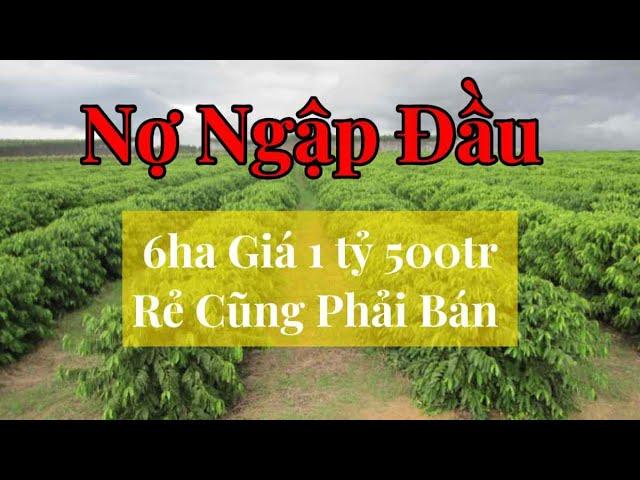 Giá Sốc 6ha Đất Đắk Nông Chỉ 1 Tỷ 500 – Cơ Hội Đầu Tư Rẻ Đến Bất Ngờ!" | Đất đắk nông