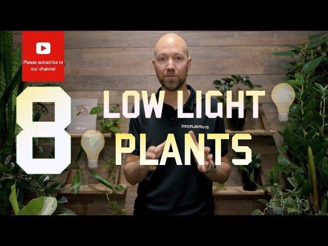 8 Plants that handles low light well 🪴
