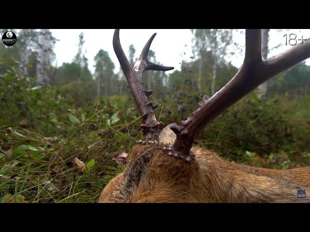 Hunting for a trophy male roe deer. Wild boar hunting