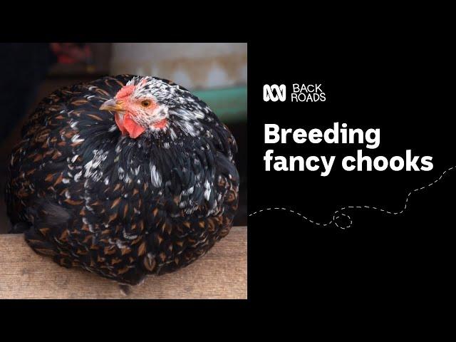 Breeding fancy chooks with world renowned chicken breeder Rob Wilson  | Back Roads | ABC Australia