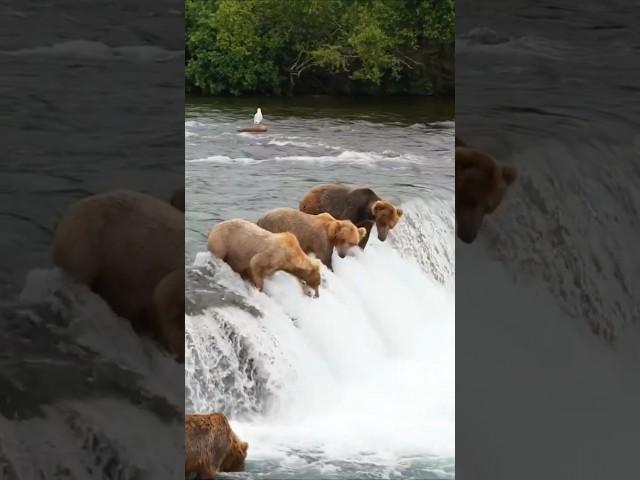 brown bear salmon fishing | alaska bear fishing salmon #bear #salmon #shorts