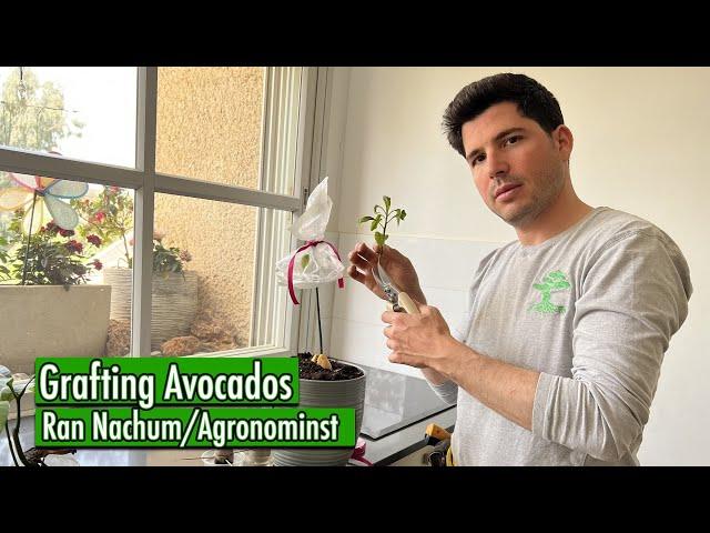 Grafting Avocados