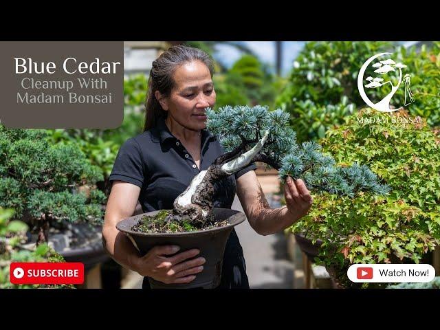 Blue Cedar Bonsai Clean Up with Madam Bonsai