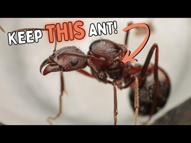 Why You NEED to Keep THIS Ant