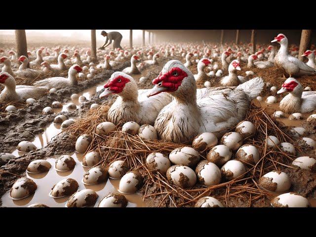 Amazing Organic Farm - Organic Muscovy Duck Farming Process for Eggs.