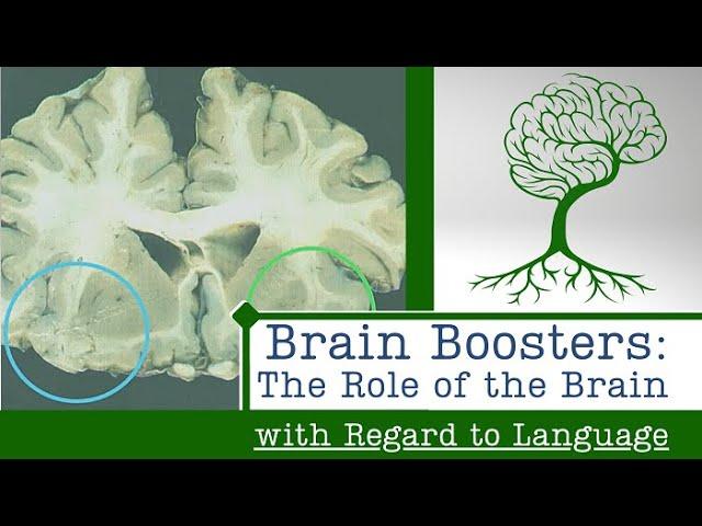 Brain Boosters: The Role of Your Brain with Regard to Language