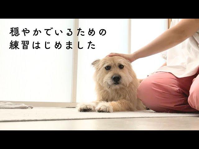 パパにワンワンしたくなるポテ、穏やかでいるための練習をはじめました