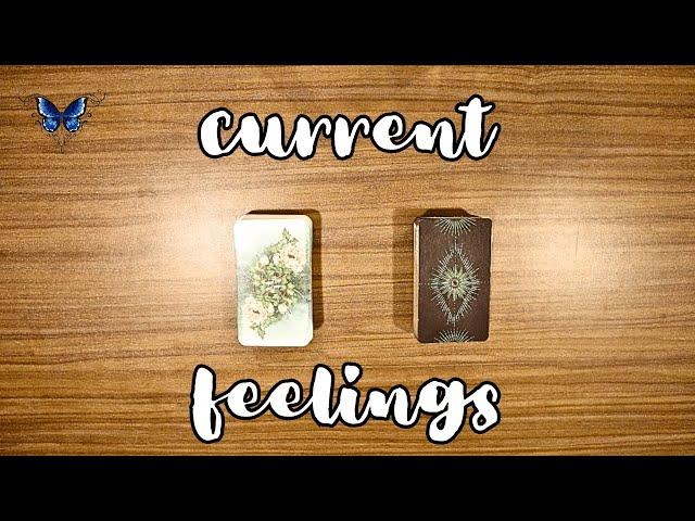 ️‍️‍🩹 WHAT ARE THEIR CURRENT FEELINGS ABOUT YOU?  Timeless Tarot Reading 