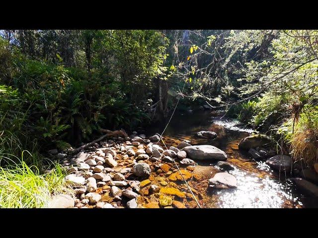 Small Stream Trout Fishing In Crystal Clear Water