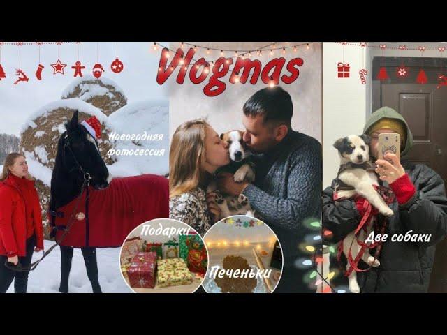 VLOGMAS 2: две собаки, новогодняя ярмарка, семейная фотосессия, упаковка подарков 