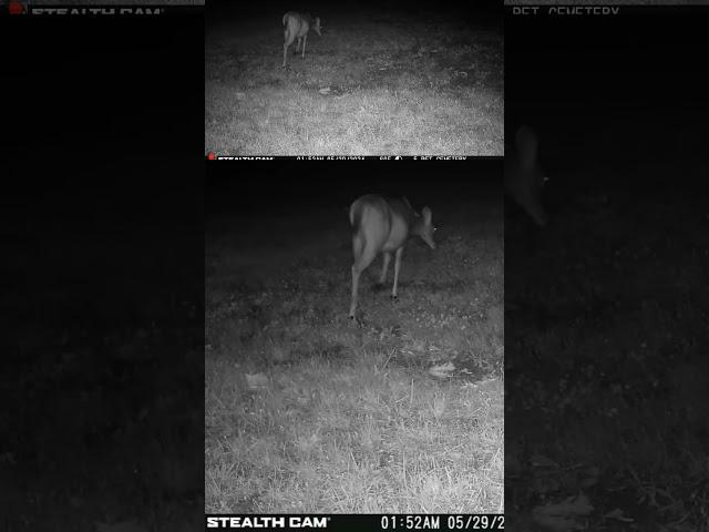 05 29 24  152 01am A deer walks near the pet cemetery. #deer #wildlife #whitetaildeer