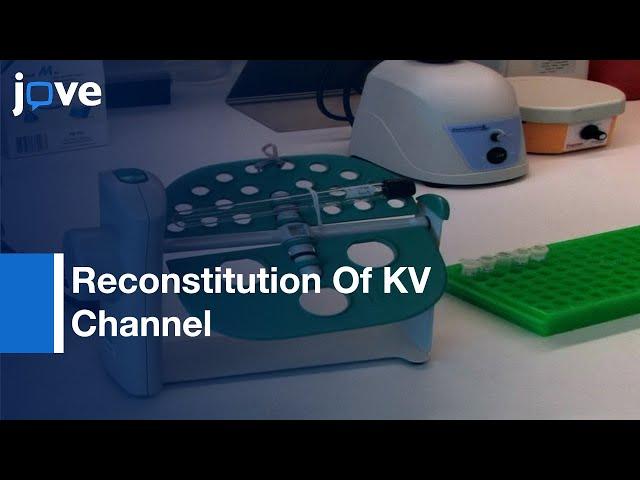 Reconstitution: KV Channel Into Lipid Membranes For Structural & Functional Studies