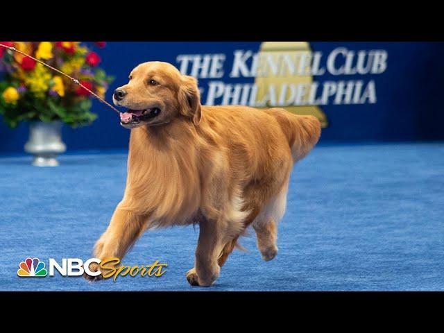 National Dog Show 2019: Best in Show (Full Judging) | NBC Sports