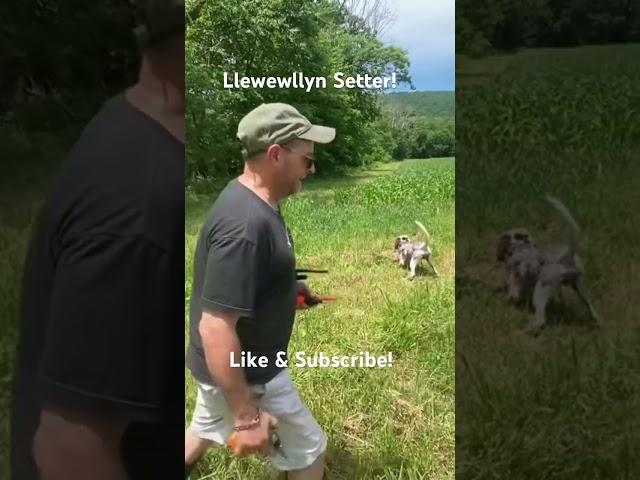 Llewellyn Setter! #birdhunting #hunting #englishsetter #llewellyn #llewellynsetter