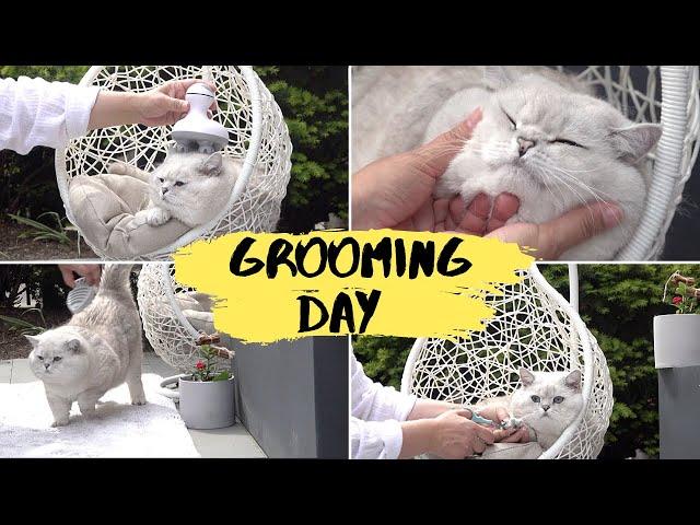 Grooming day for big British shorthair cats