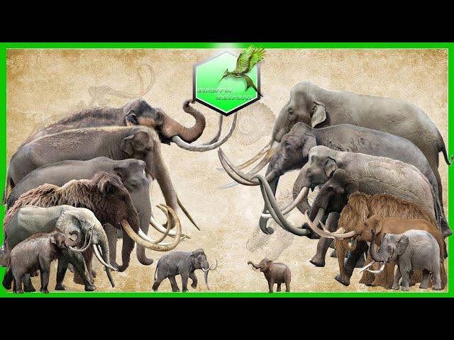 Elephants and Mammoths Size Comparison [LİVİNG EXTİNCT]