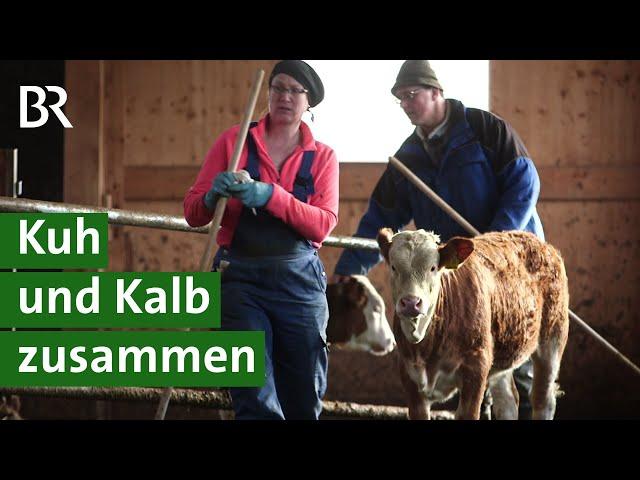 Für mehr Tierwohl: Kuhgebundene Kälberhaltung | Milchkuh Doku | Unser Land | BR Fernsehen